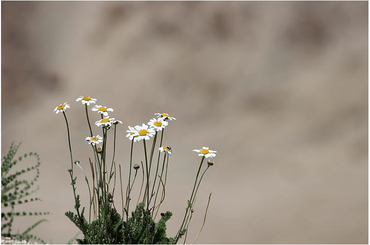 50d30c516ea194ab647ee365f8f0b37.png