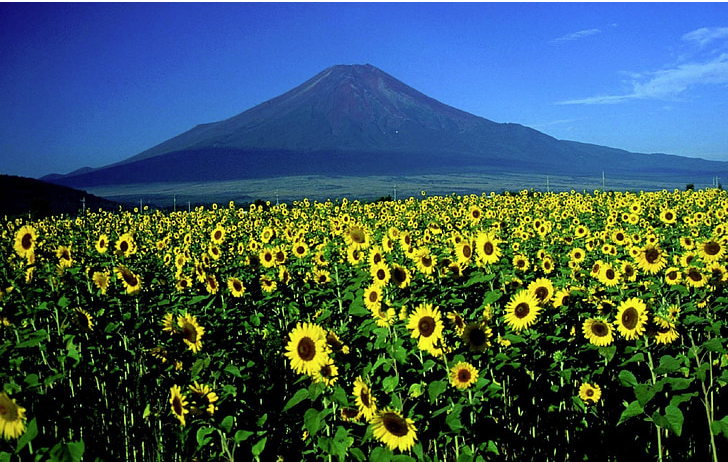 441de40656aefdab98d173b76a8c054.png