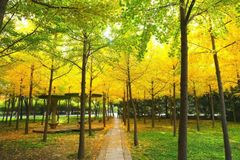 西藏民族大学录取分数最低多少分？附2023年西藏民族大学各省最低投档线